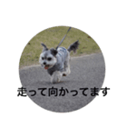 DOG Friend in EHIME（個別スタンプ：1）