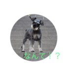 DOG Friend in EHIME（個別スタンプ：2）