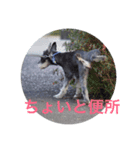 DOG Friend in EHIME（個別スタンプ：4）