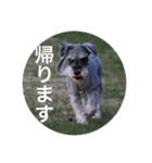 DOG Friend in EHIME（個別スタンプ：6）