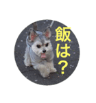 DOG Friend in EHIME（個別スタンプ：8）