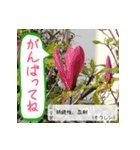 吹き出し 花言葉（個別スタンプ：6）