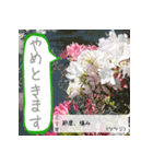 吹き出し 花言葉（個別スタンプ：7）