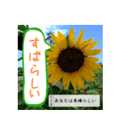 吹き出し 花言葉（個別スタンプ：8）