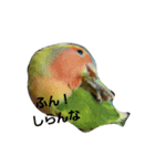 コザクラインコ おうちゃろ（個別スタンプ：5）