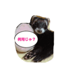 動物バンザイ（個別スタンプ：5）