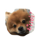 this is my stupid dog（個別スタンプ：6）