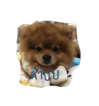 this is my stupid dog（個別スタンプ：8）