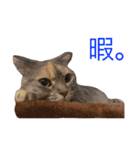 スコ猫、茶々（個別スタンプ：16）