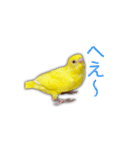 日常セキセイインコsuper（個別スタンプ：3）