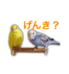 日常セキセイインコsuper（個別スタンプ：5）