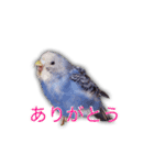 日常セキセイインコsuper（個別スタンプ：6）