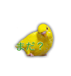 日常セキセイインコsuper（個別スタンプ：11）