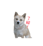 愛犬❤️Love（個別スタンプ：13）