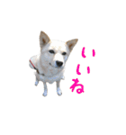 愛犬❤️Love（個別スタンプ：23）