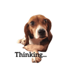 Kimbop the Beagle（個別スタンプ：8）