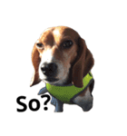 Kimbop the Beagle（個別スタンプ：13）