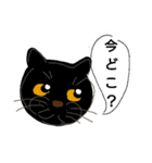 Wheaten ＆ Black cat（個別スタンプ：7）