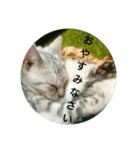 猫派（個別スタンプ：1）