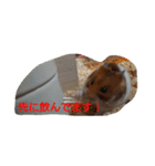 golden hamster haruna（個別スタンプ：8）