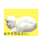 White cat KOFUDE（個別スタンプ：4）