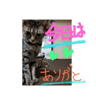 dekodokocat2（個別スタンプ：7）