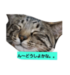 dekodokocat2（個別スタンプ：14）