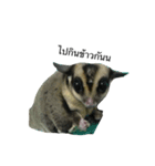 Mimi sugarglider（個別スタンプ：6）