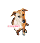 Dog Money happy life（個別スタンプ：4）