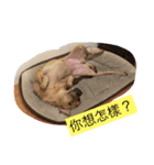 Dog Money happy life（個別スタンプ：8）