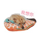 Dog Money happy life（個別スタンプ：12）