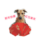 Dog Money happy life（個別スタンプ：15）