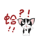 Tuxedo Cat(Daily buzzwords)（個別スタンプ：40）