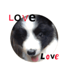 Border Collie ＆ Golden Retriever（個別スタンプ：5）