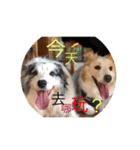 Border Collie ＆ Golden Retriever（個別スタンプ：11）