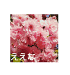 関西弁の美しい花たち（個別スタンプ：6）