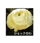 関西弁の美しい花たち（個別スタンプ：12）