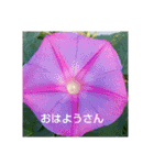 関西弁の美しい花たち（個別スタンプ：16）