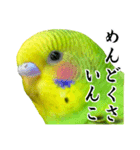 インコちゃん【実写】（個別スタンプ：1）