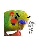 インコちゃん【実写】（個別スタンプ：2）