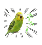 インコちゃん【実写】（個別スタンプ：4）