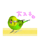 インコちゃん【実写】（個別スタンプ：19）