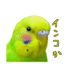 インコちゃん【実写】（個別スタンプ：21）