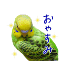 インコちゃん【実写】（個別スタンプ：23）