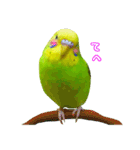 インコちゃん【実写】（個別スタンプ：24）