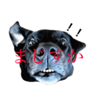 basta the dog（個別スタンプ：1）