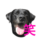 basta the dog（個別スタンプ：3）