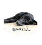 basta the dog（個別スタンプ：4）