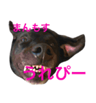 basta the dog（個別スタンプ：17）