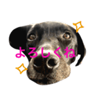 basta the dog（個別スタンプ：20）